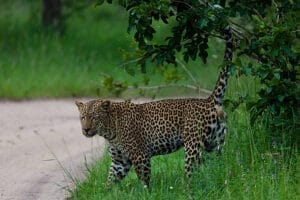 cheetah