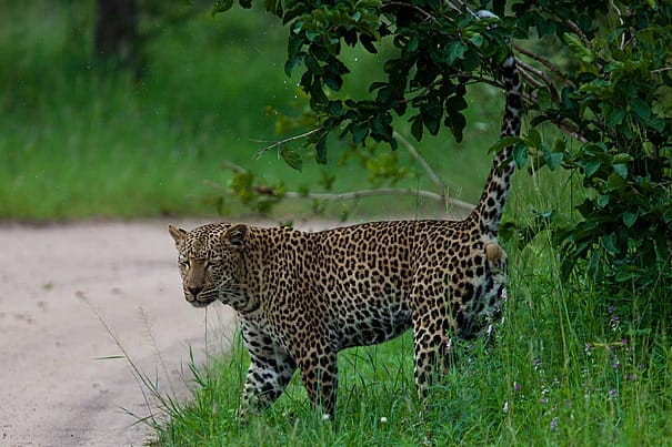 mikumi-national-park-leopards