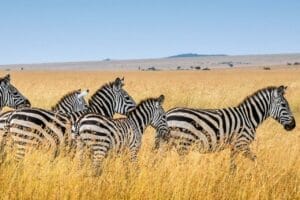zebra