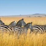 Mikumi National Park
