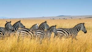 zebra