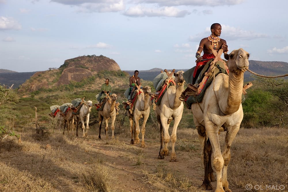 ol_malo-88camels.c