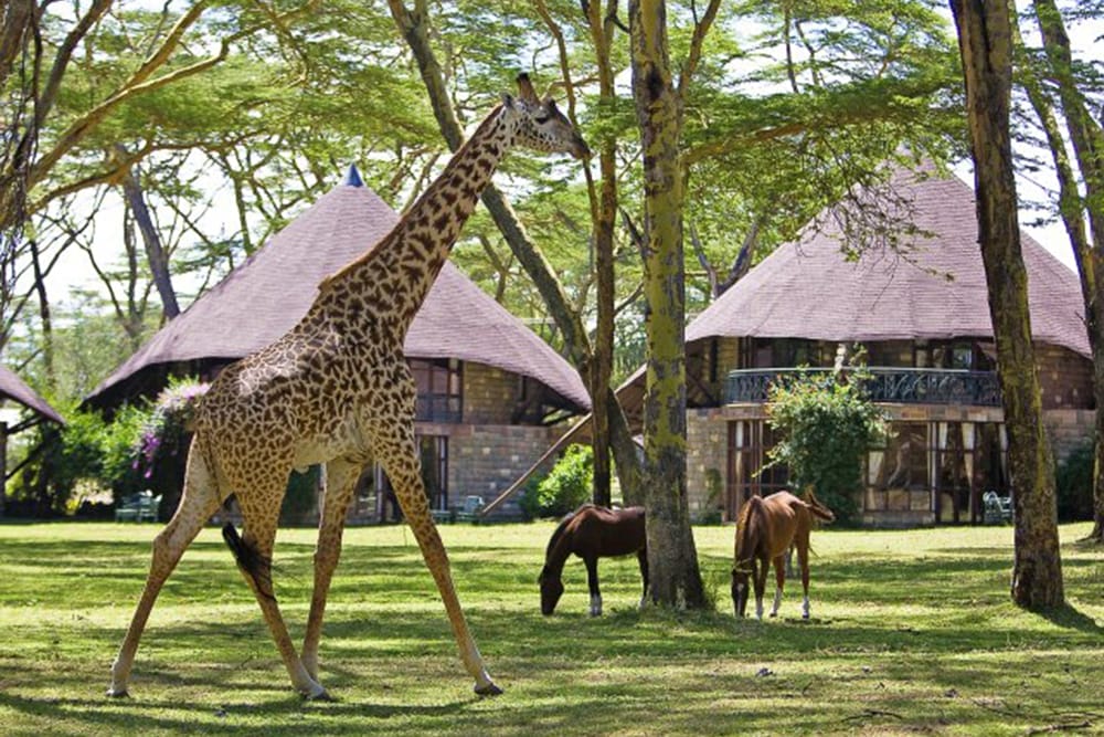 phoca_thumb_l_giraffe and horses in the gardens