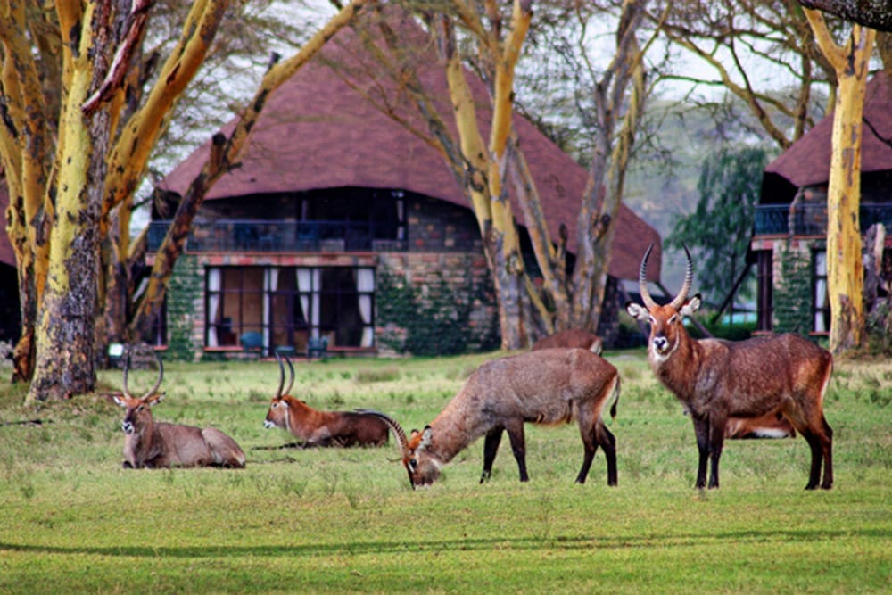 phoca_thumb_l_waterbucks in the vicinity