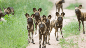 wild dogs