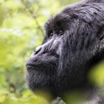 RWANDA I Gamewatchers Safaris