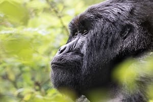 RWANDA I Gamewatchers Safaris