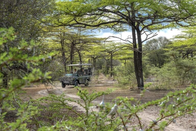 safari vehicle