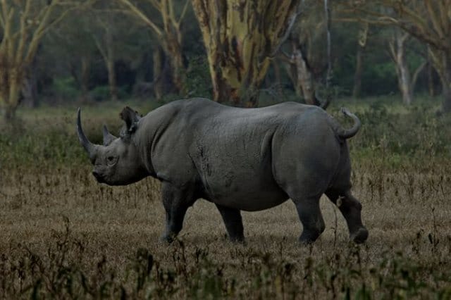 ubuntu-safari-camp-gallery-image-5-1394105363