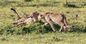 leopard