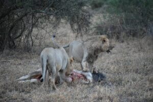 lions