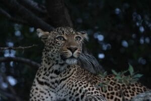 leopard relaxing