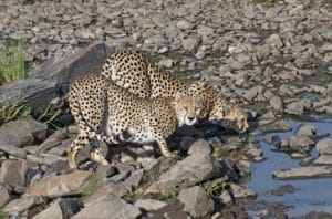 leopard