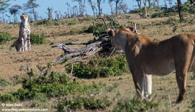 AD | Gamewatchers Safaris lion