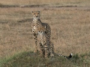 leopards