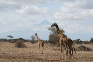 giraffes