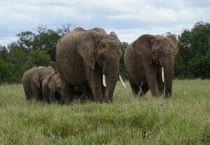 elephants