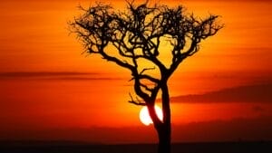 tree at sunset