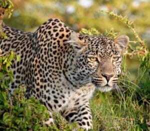 leopard