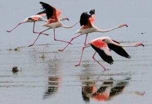 flamingos