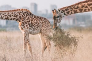 giraffe