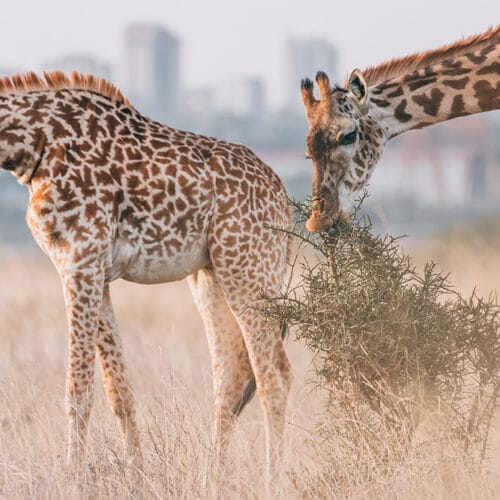 giraffe