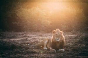 lion relaxing