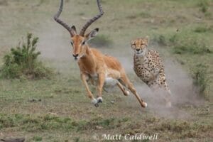 leopard hunting