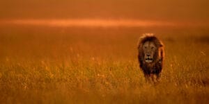 Lion