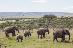 Elephants