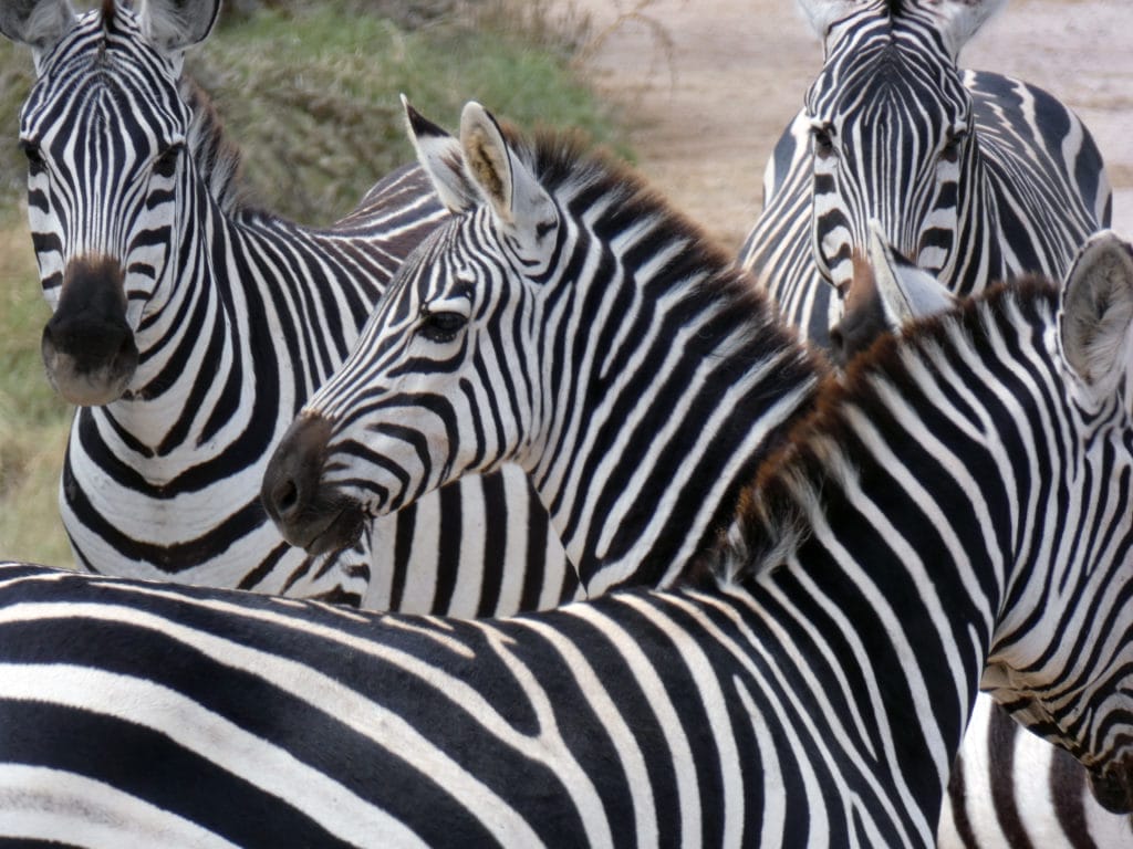 zebras