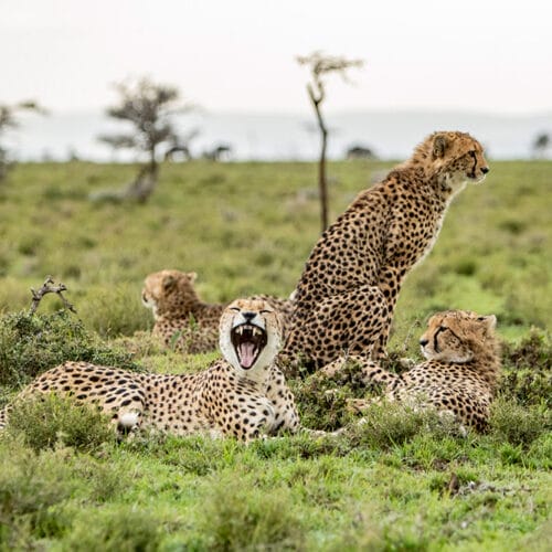 leopards relaxing