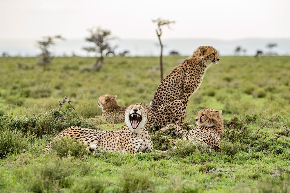 leopards relaxing
