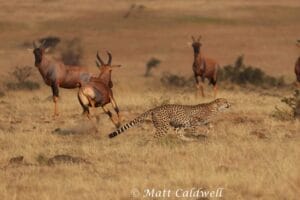 leopard hunting