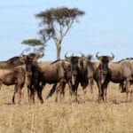 wildebeest