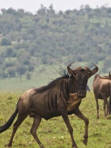 wildebeest