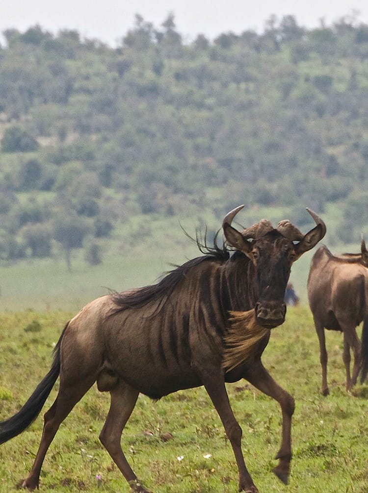 Wildebeest Ol Kinyei Jun 14 | Gamewatchers Safaris wildebeest