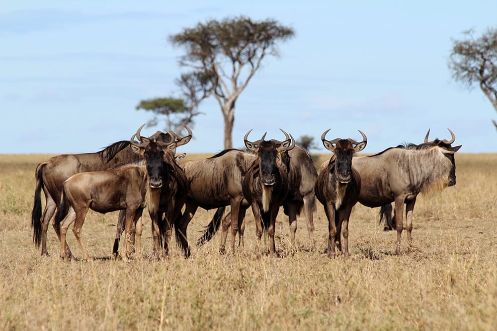 wildebeest