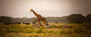 giraffe and zebra