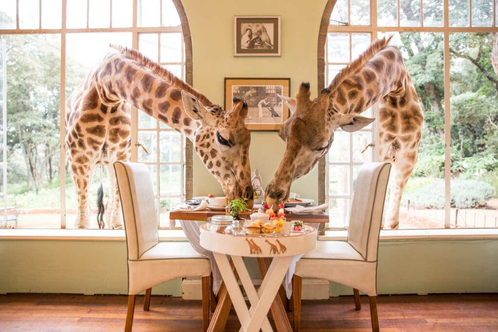 breakfastwithgiraffe | Gamewatchers Safaris Breakfast with giraffe