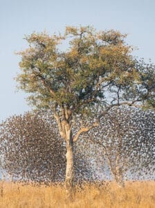 Flock of Birds flying away - Chongwe River Camp