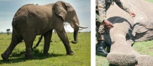 Elephant saved from a snare
