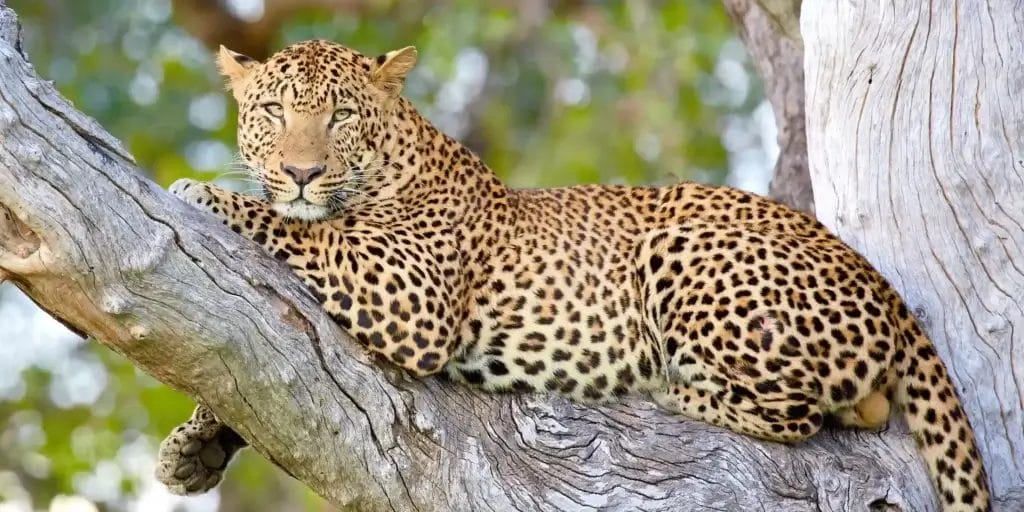 Leopard in a tree I South Luangwa Zambia