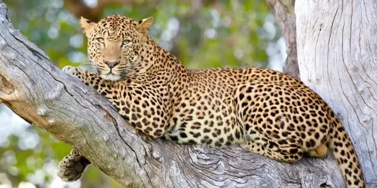 Leopard in a tree I South Luangwa Zambia