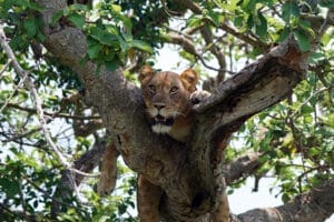lion in tree