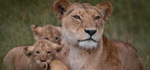 Lion