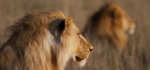 Lions relaxing