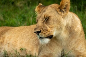 lion