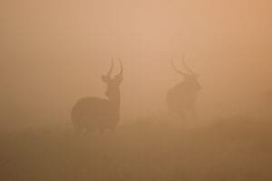 dusty picture of animal