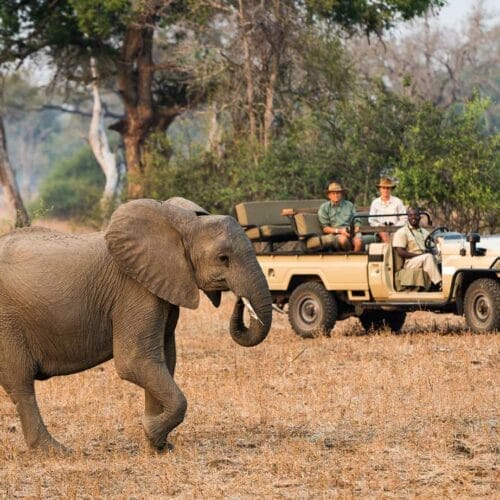 rps_2012-09-151e | Gamewatchers Safaris Baby Elephant being photographed by tourists in safari vehicle - Chongwe River Camp